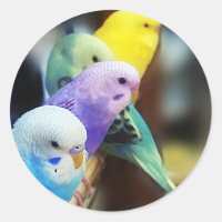 Parakeets