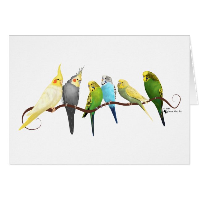 Parakeets u. Cockatiels! (Vorderseite (Horizontal))