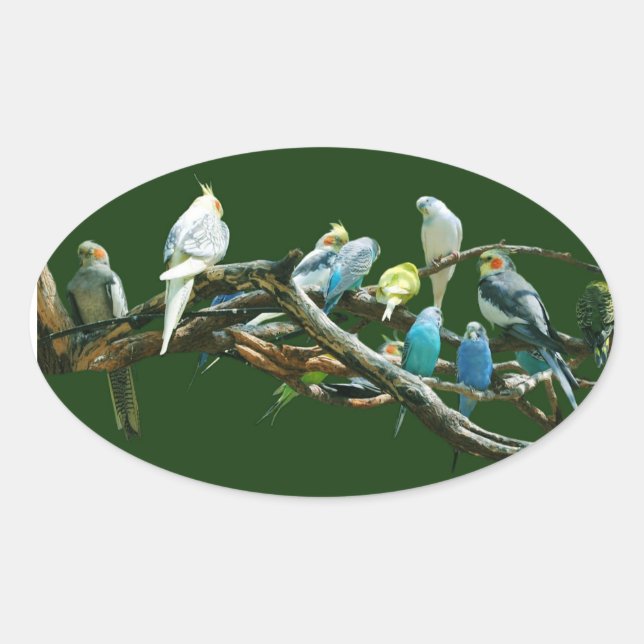 Parakeetsn Cockatiels Ovaler Aufkleber (Vorderseite)