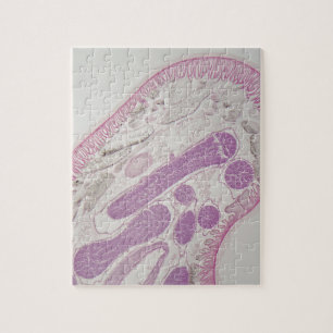 Parasitärer Fadenwurmwurm (Ascarid-SP.) Puzzle