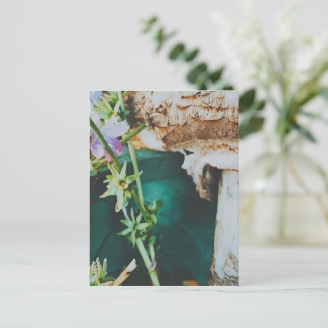 Parasol mushroom, Swedish Archipelago, Sweden Postkarte (Stehend Vorderseite)