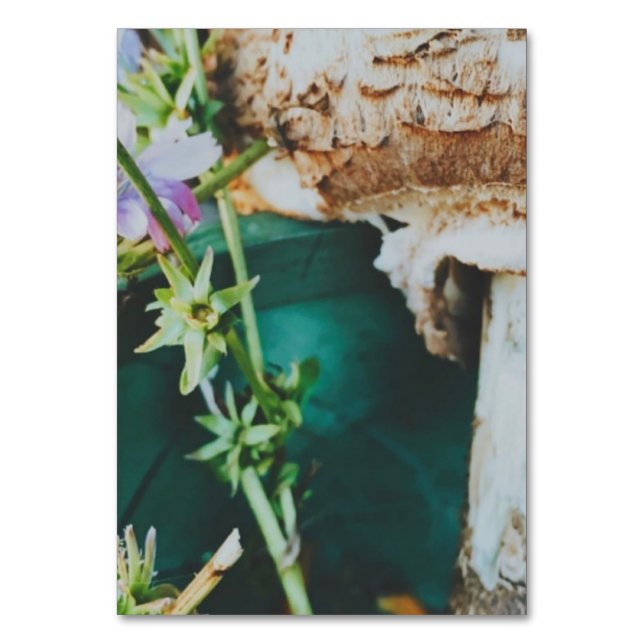 Parasol mushroom, Swedish Archipelago, Sweden Tischnummer (Vorderseite)