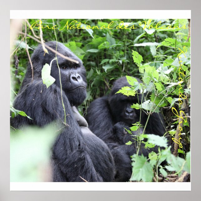 Parc National des Volcans, Kwitonda Group Poster (Vorne)