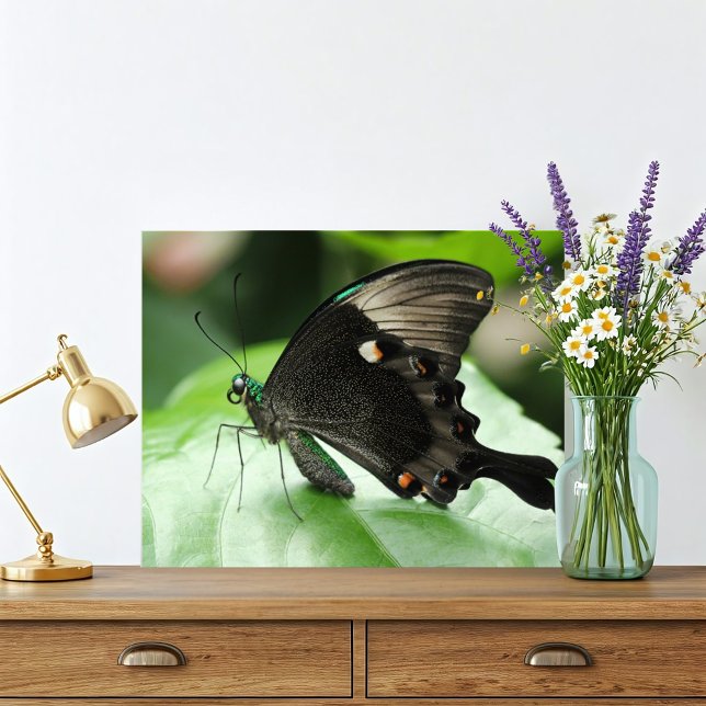 Paris Peacock Frack Butterfly auf der Linken Fotodruck (Jewel green macro butterfly photograph is classy and beautiful. This Paris Peacock Butterfly stuns!)