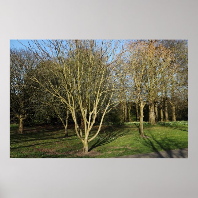 Park Landschaft im Frühjahr Poster (Vorne)