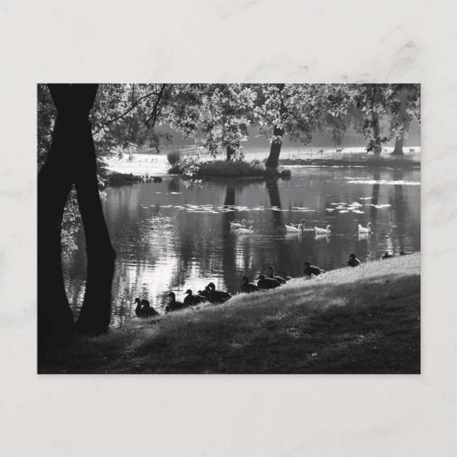 Park Life Pcca Postkarte (Vorderseite)