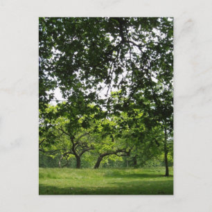 Park Postcard Postkarte
