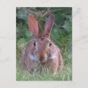 Park Rabbit Nah Up Postkarte