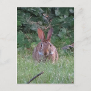 Park Rabbit Postkarte
