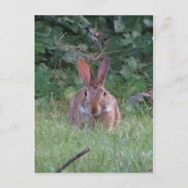 Park Rabbit Postkarte (Vorderseite)