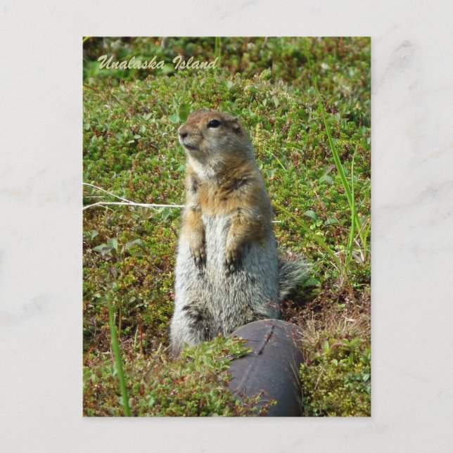Parkeichhörnchen auf der Insel Unalaska Postkarte (Vorderseite)