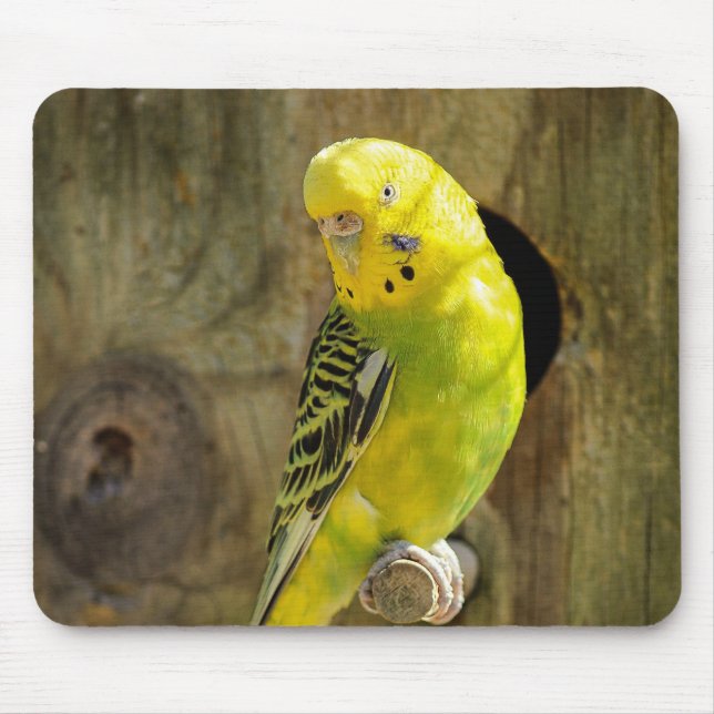 Parkett, Natur, gelber Papagei Mousepad (Vorne)