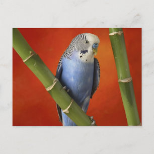 Parkett Postkarte