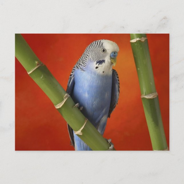 Parkett Postkarte (Vorderseite)