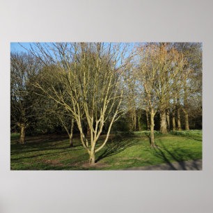Parklandschaft im Frühling Poster
