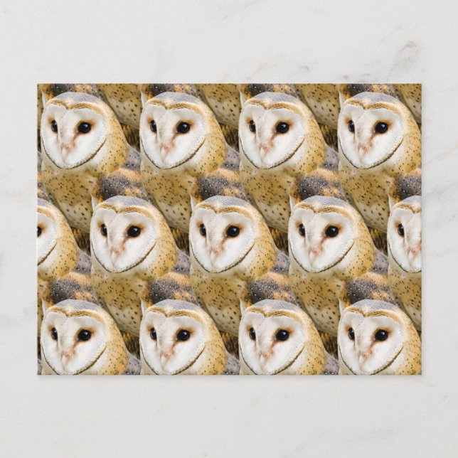 Parlament von Barn Owls Postkarte (Vorderseite)