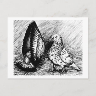 Parlor Roller Tauben Postkarte