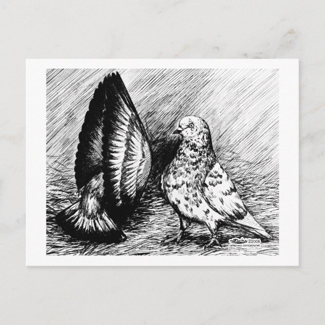 Parlor Roller Tauben Postkarte (Vorderseite)