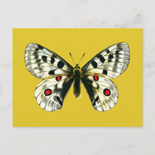 Parnassius Apollo Schmetterling Postkarte