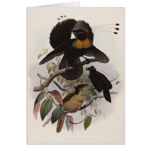 Parotia sexpennis - Sechs-shafted Paradiesvogel
