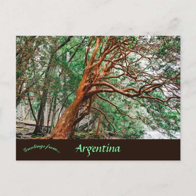 Parque Nacional Los Alerces Chubut Argentinien Postkarte (Vorderseite)