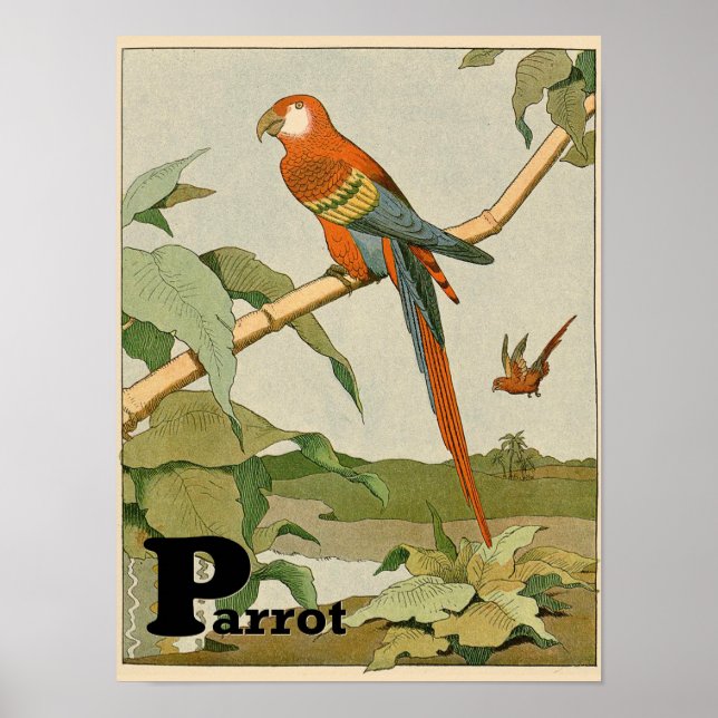 Parrot Alphabet Tier im Dschungel Poster (Vorne)