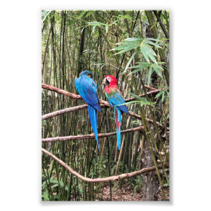 Parrot Bird Tropical Foto