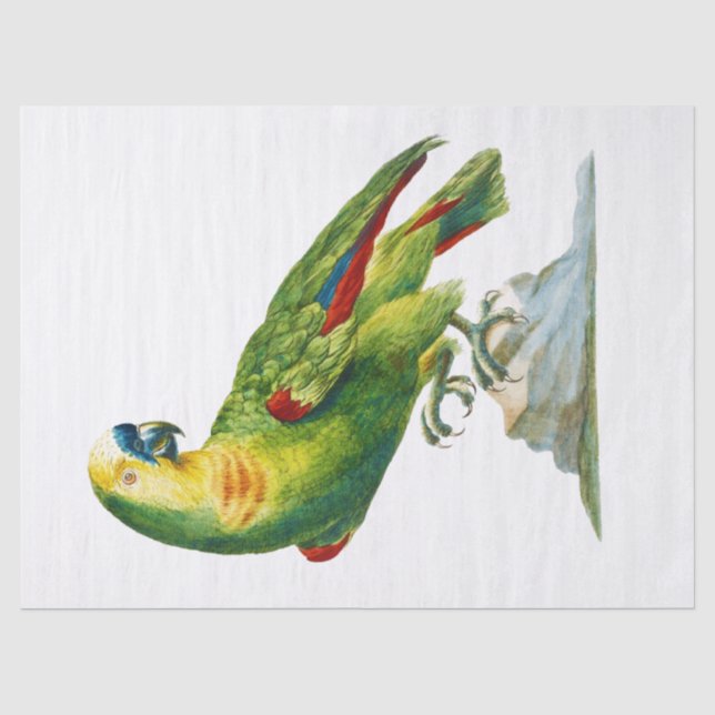 Parrot Bird Vintage Kunst Seidenpapier (Vorderseite)