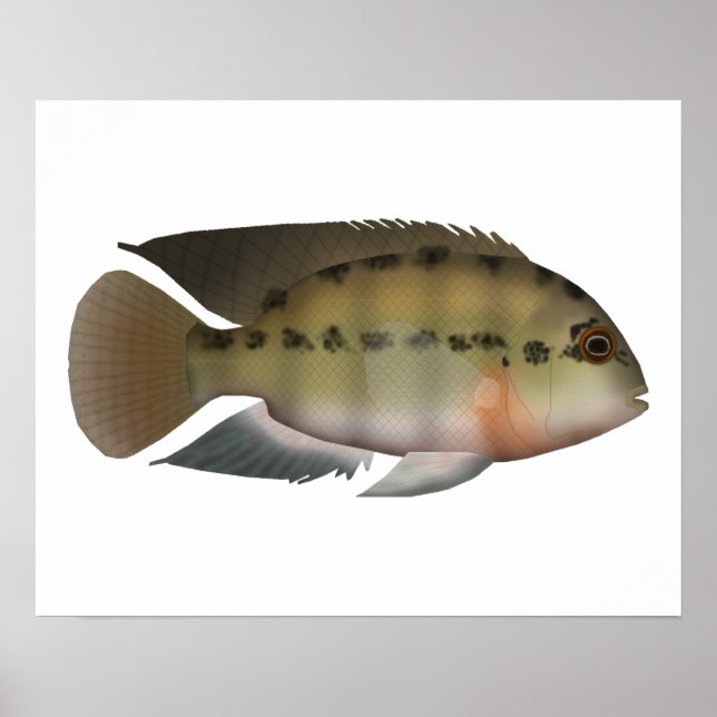 Parrot Cichlid Poster (Vorne)