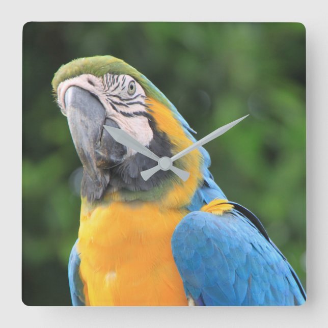 Parrot Clock Quadratische Wanduhr (Vorderseite)
