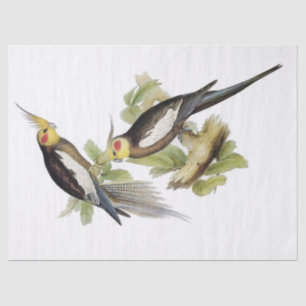 Parrot Cockatiel Art Seidenpapier