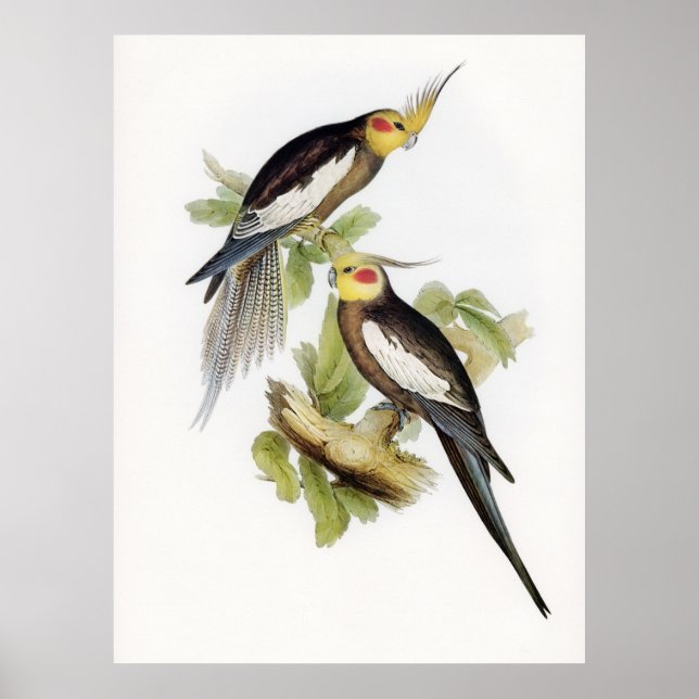 Parrot Cockatoo Cockatiel Art Poster (Vorne)