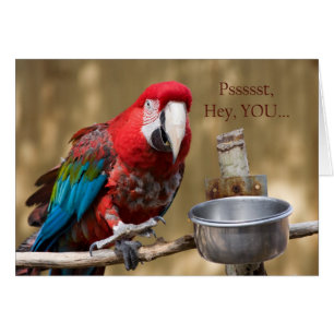 Parrot Fotografie Red Blue Green Friendship Card