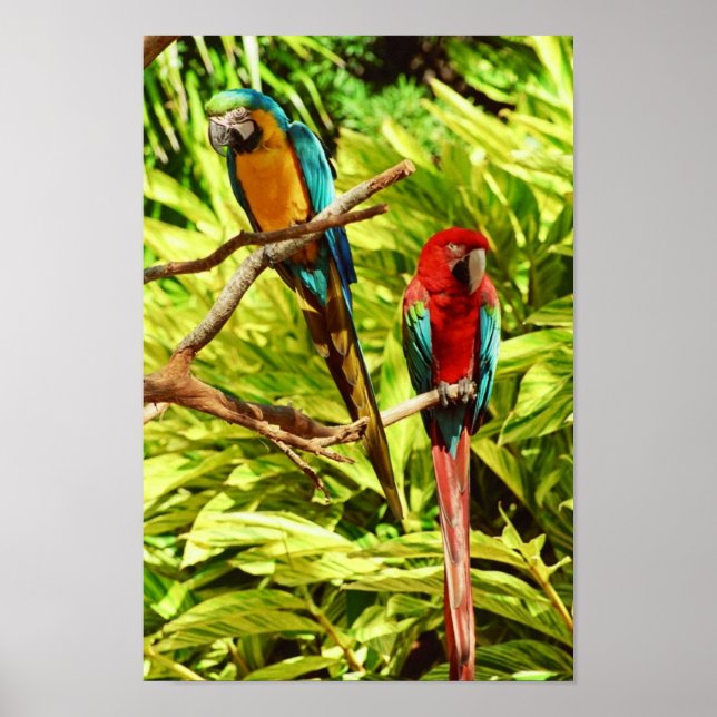 Parrot Friends Poster (Vorne)