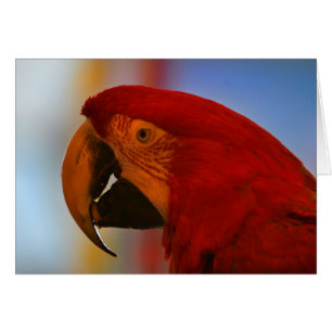 Parrot-Karte