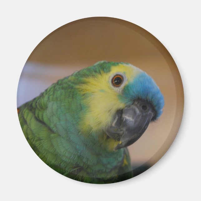Parrot Magnet (Vorne)