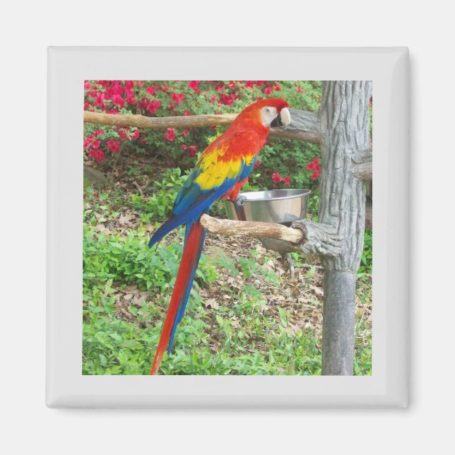 Parrot Magnet (Vorne)