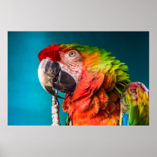 Parrot Moderne Fotografie Poster