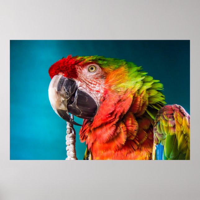 Parrot Moderne Fotografie Poster (Vorne)