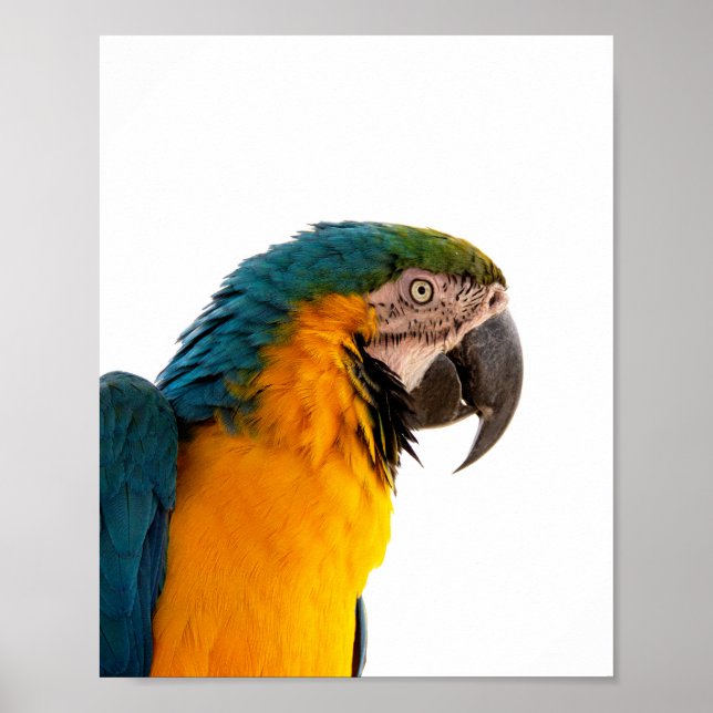 Parrot Notes Poster (Vorne)