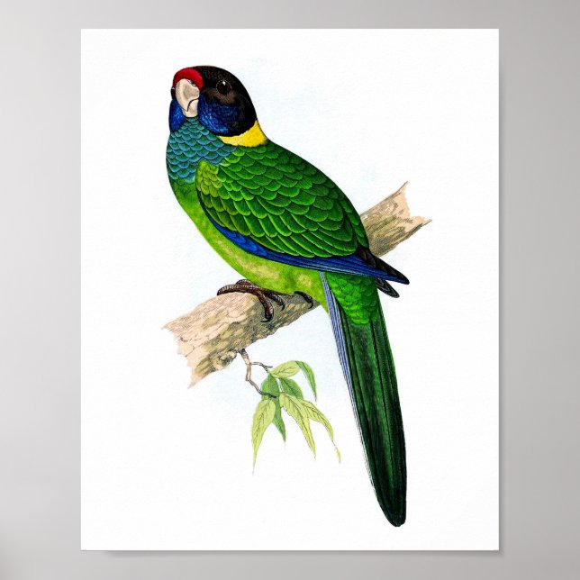 Parrot Nr. 8 Tropische Antikornithologie Druck Poster (Vorne)