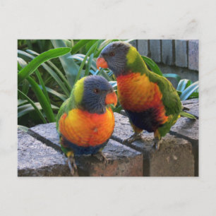 Parrot Pals Postkarte