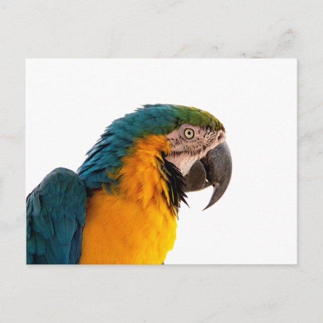 Parrot Post-it Notes Postkarte (Vorderseite)