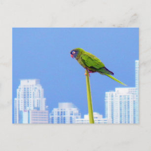~Parrot~ POSTCARD, KUSTOMIZE Postkarte