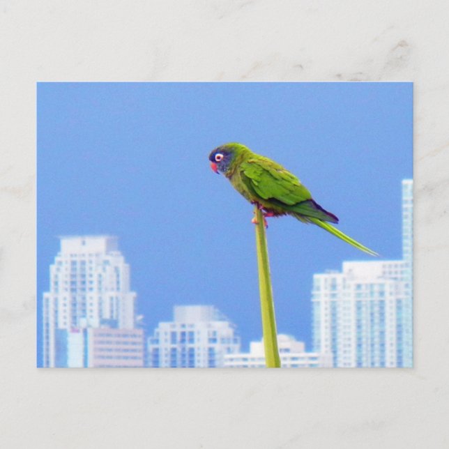 ~Parrot~ POSTCARD, KUSTOMIZE Postkarte (Vorderseite)