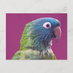 Parrot Postcard Postkarte