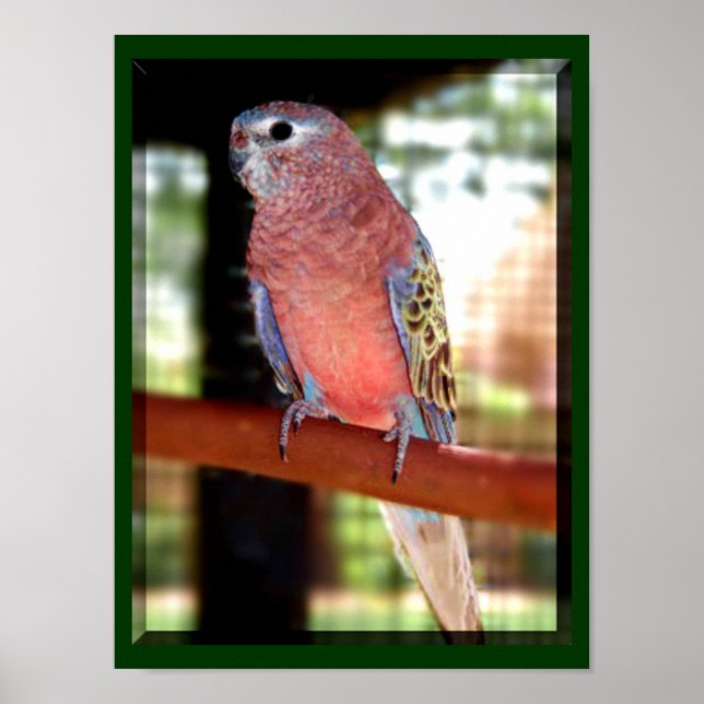 Parrot Poster (Vorne)