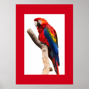 Parrot Poster