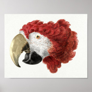 Parrot Poster