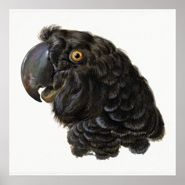 Parrot Poster (Vorne)